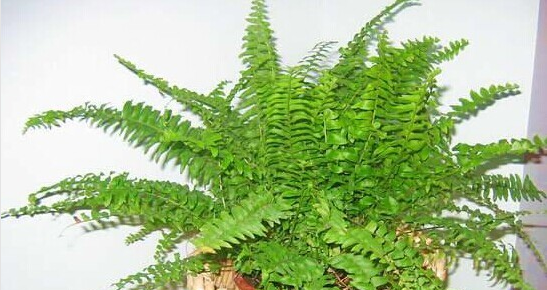 甲醛的克星有哪些水果、植物？