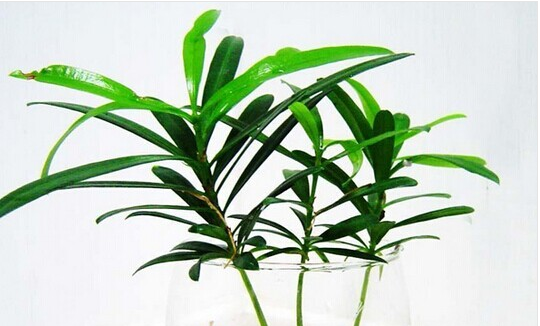 甲醛的克星有哪些水果、植物？