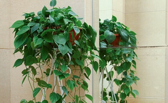 甲醛的克星有哪些水果、植物？