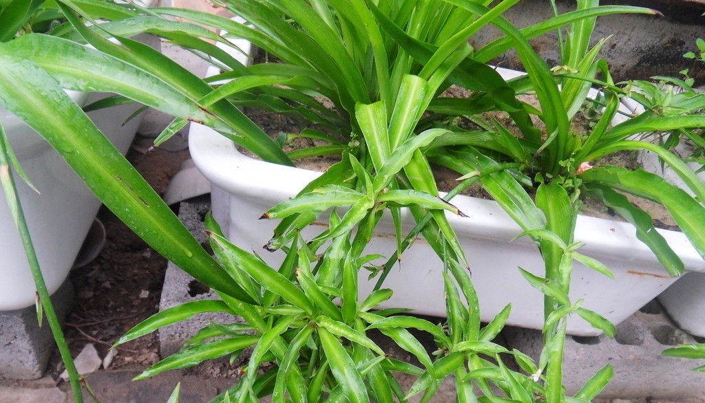 什么植物能除甲醛？結(jié)束后還用甲醛檢測嗎？