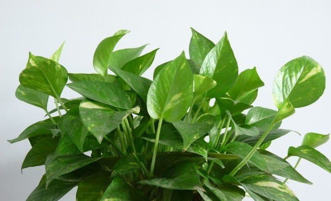 什么植物能除甲醛？結(jié)束后還用甲醛檢測嗎？