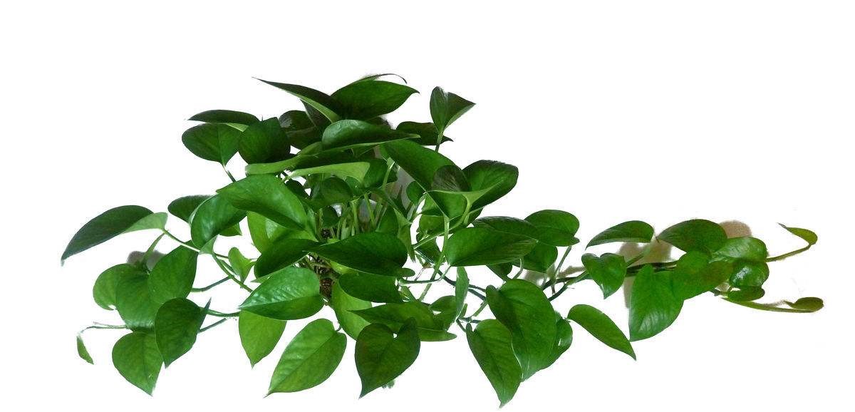 植物除甲醛有效嗎？杭州甲醛檢測公司告訴你（三）