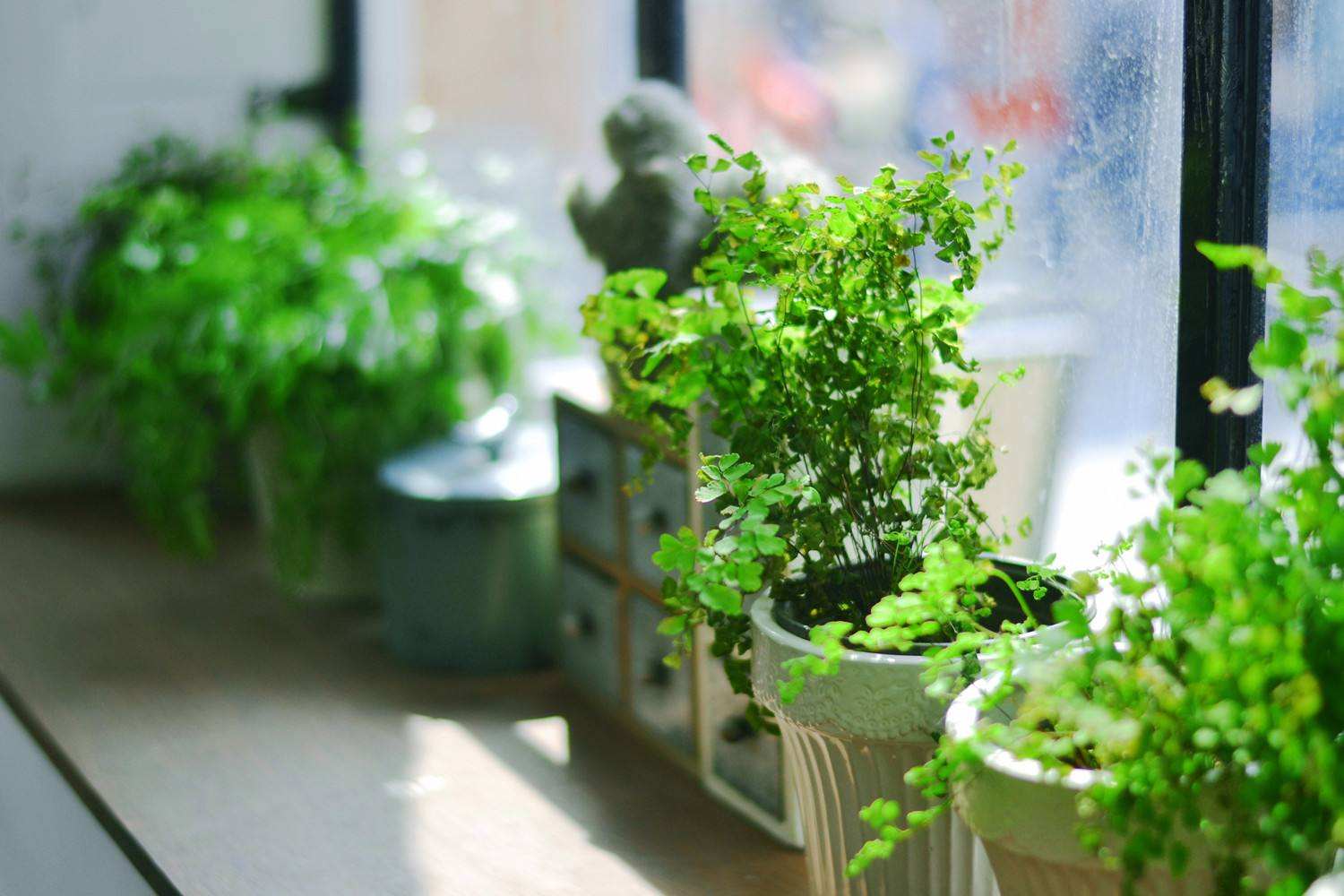 只靠綠植和活性炭真的可以完全消除室內(nèi)甲醛嗎？不需要做甲醛檢測了嗎？