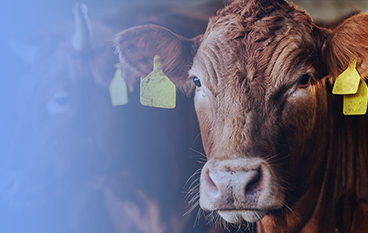  瑞達(dá)狀（反芻）